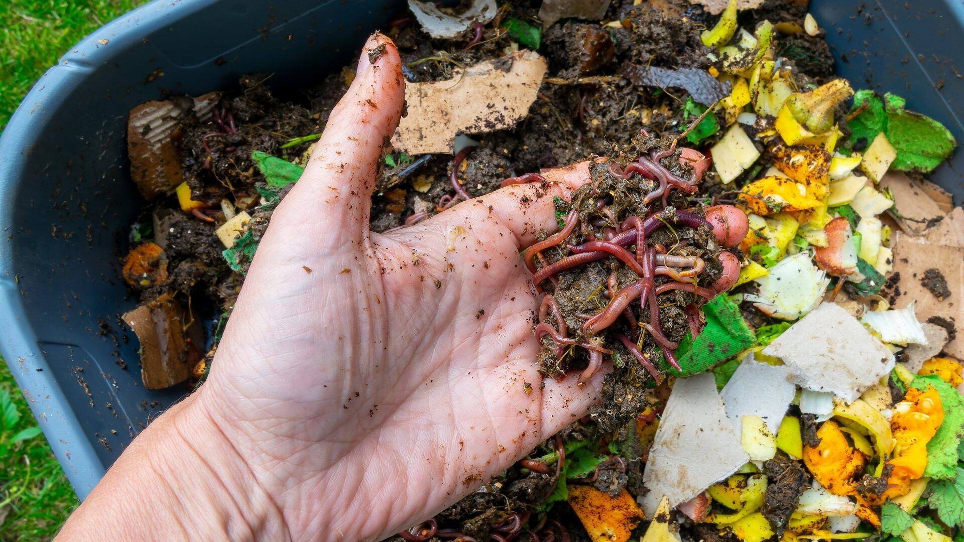 Homemade Worm Bin: A Step-by-Step Guide