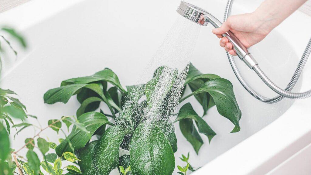 How to Shower Houseplants the Right Way
