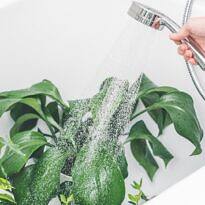 How to Shower Houseplants the Right Way