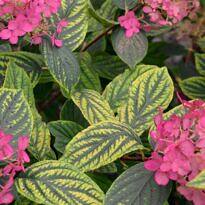 Yellow Leaves: Main Causes of Chlorosis