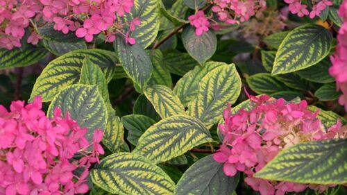 Yellow Leaves: Main Causes of Chlorosis