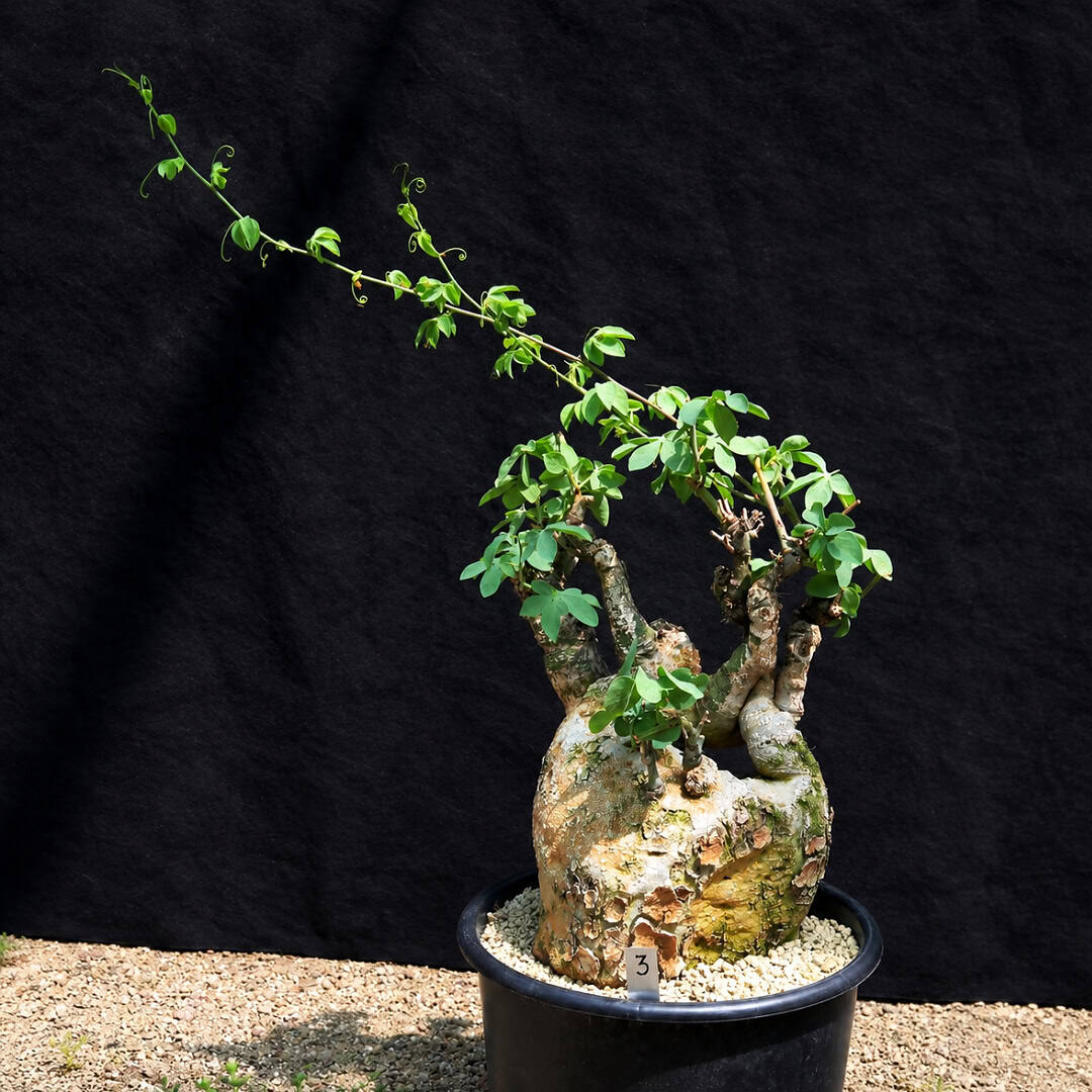 Blue Elephant's Foot - Adenia glauca