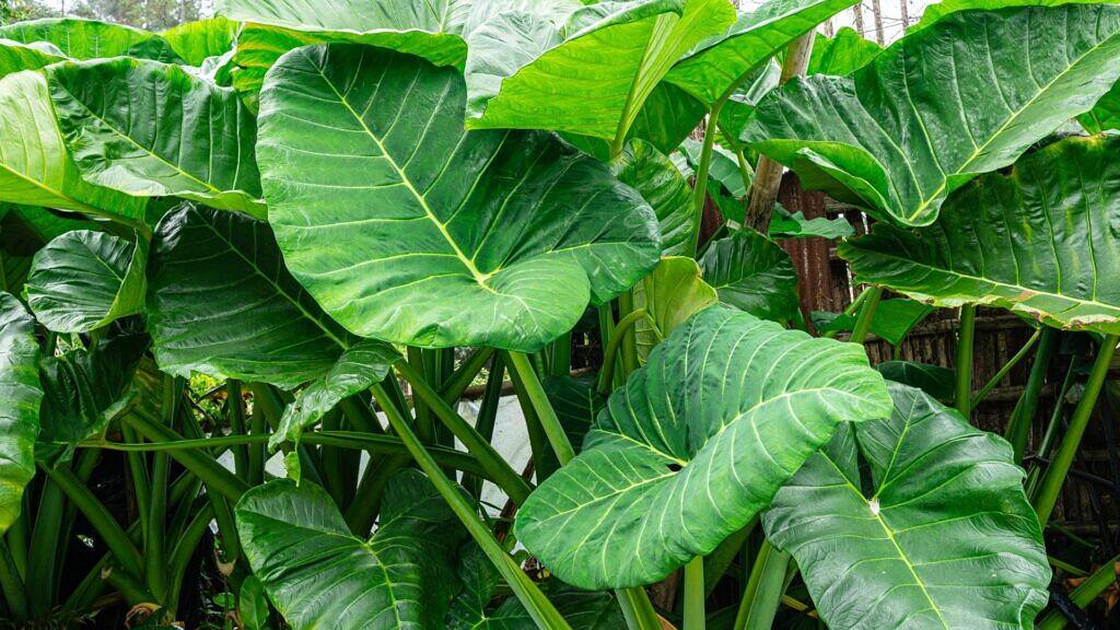 Giant Taro - Alocasia macrorrhizos