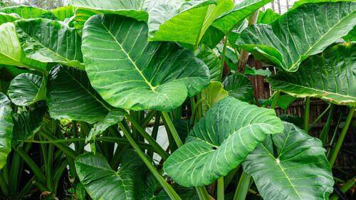 Home Giant Taro - Alocasia macrorrhizos
