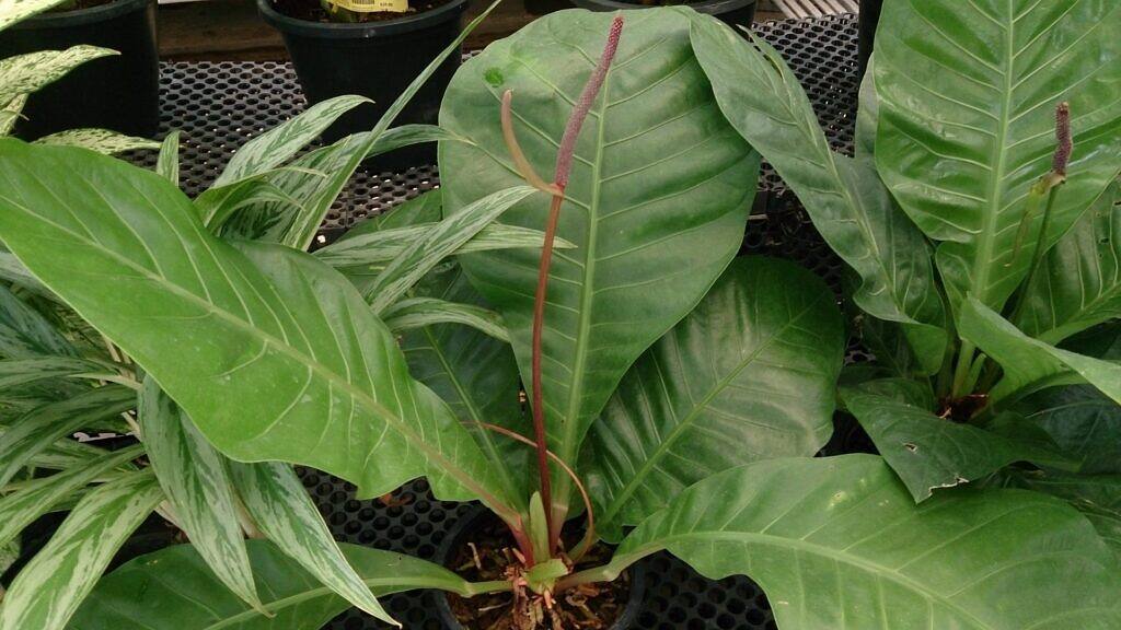 Bird's Nest Anthurium - Anthurium hookeri