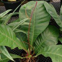 Home Bird's Nest Anthurium - Anthurium hookeri