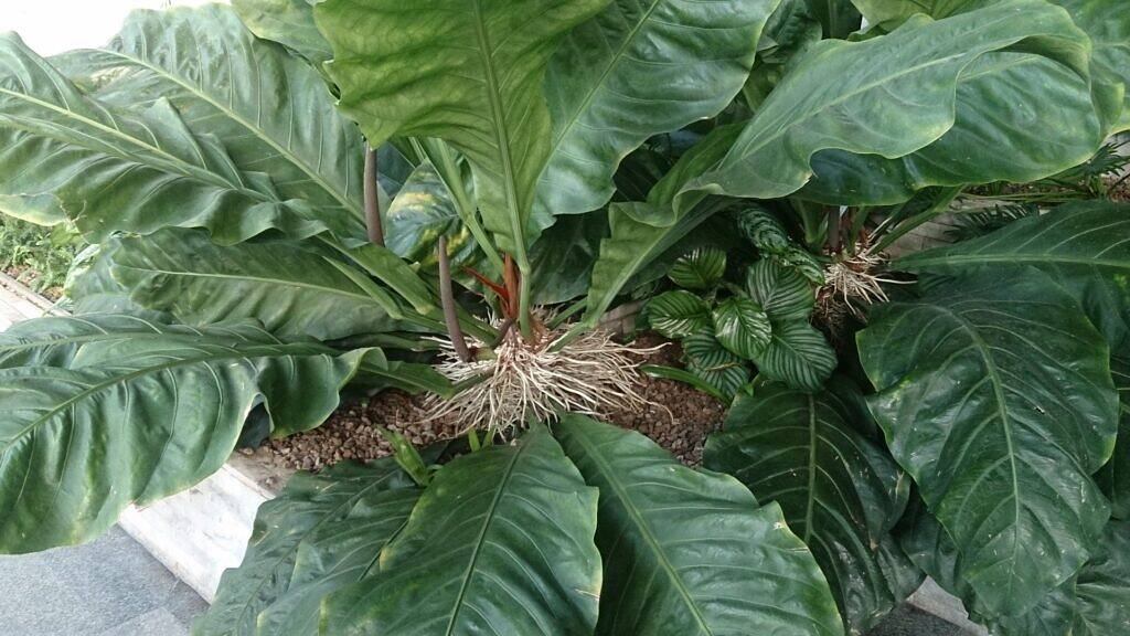 Bird's Nest Anthurium - Anthurium plowmanii