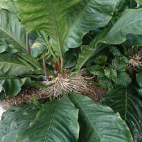 Home Bird's Nest Anthurium - Anthurium plowmanii