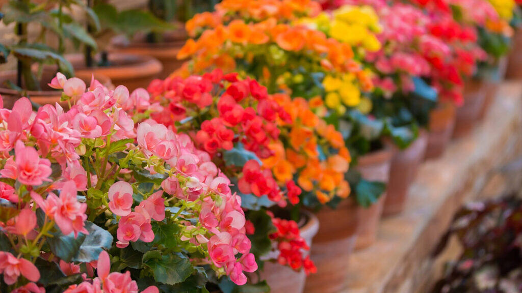 Tuberous Begonia - Begonia × tuberhybrida