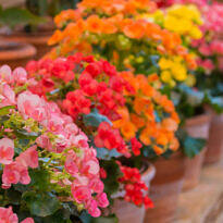 Home Tuberous Begonia - Begonia × tuberhybrida