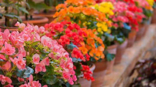Home Tuberous Begonia - Begonia × tuberhybrida