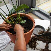 Bigger Pot? 7 Signs Your Plant Is Begging for More Room