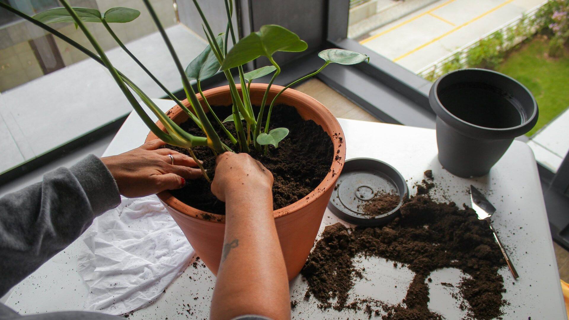 Bigger Pot? 7 Signs Your Plant Is Begging for More Room