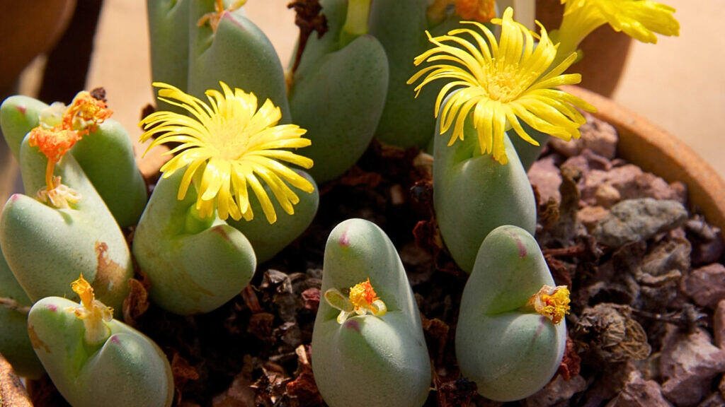 Featured Rare Succulents