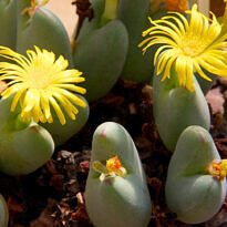 Featured Rare Succulents