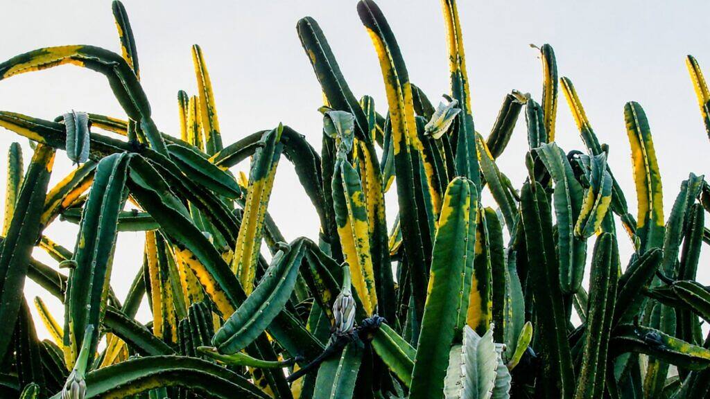 Hedge Cactus - Cereus hildmannianus