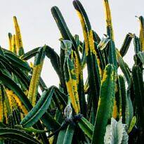 Home Hedge Cactus - Cereus hildmannianus