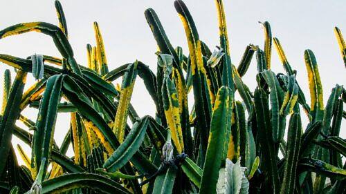 Home Hedge Cactus - Cereus hildmannianus