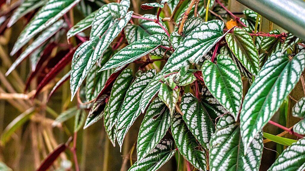 Rex Begonia Vine - Cissus discolor