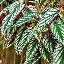Home Rex Begonia Vine - Cissus discolor