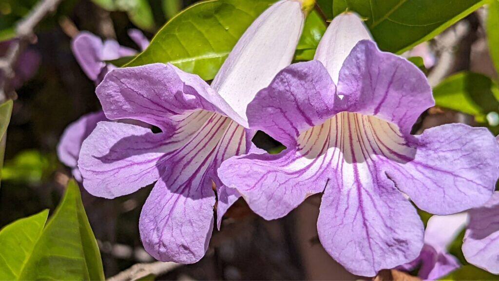 Violet Trumpet Vine - Clytostoma callistegioides