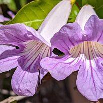 Home Violet Trumpet Vine - Clytostoma callistegioides
