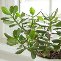 Home Jade Plant - Crassula ovata