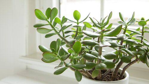 Home Jade Plant - Crassula ovata