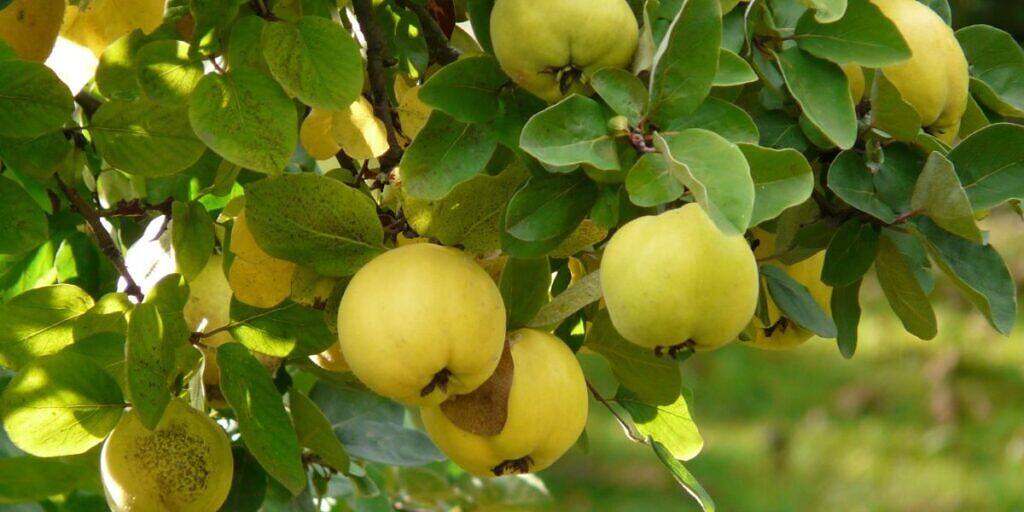 Quince - Cydonia oblonga