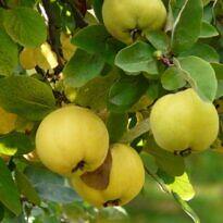 Home Quince - Cydonia oblonga
