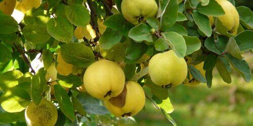Quince - Cydonia oblonga