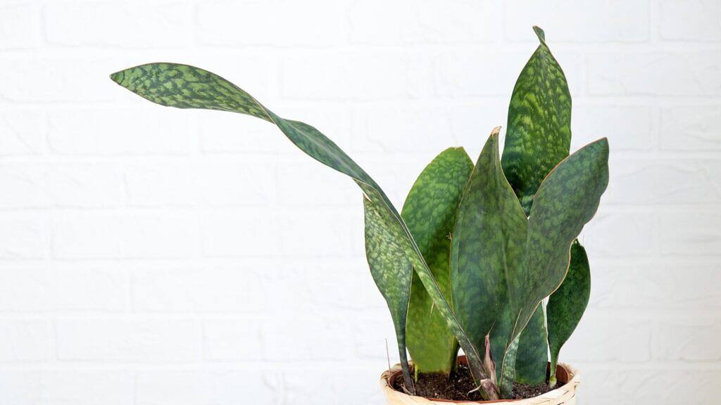 Whale Fin Snake Plant - Dracaena masoniana
