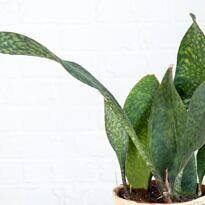 Whale Fin Snake Plant - Dracaena masoniana