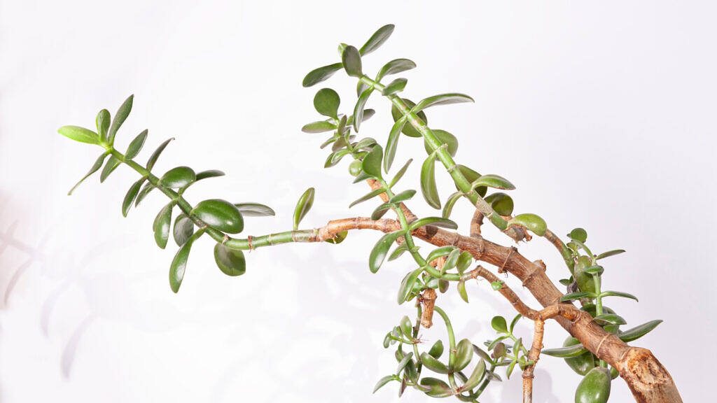 Etiolation in Plants: What It Is, How to Spot It, and How to Fix It