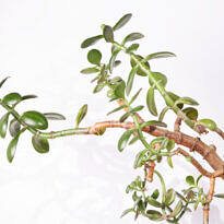 Etiolation in Plants: What It Is, How to Spot It, and How to Fix It