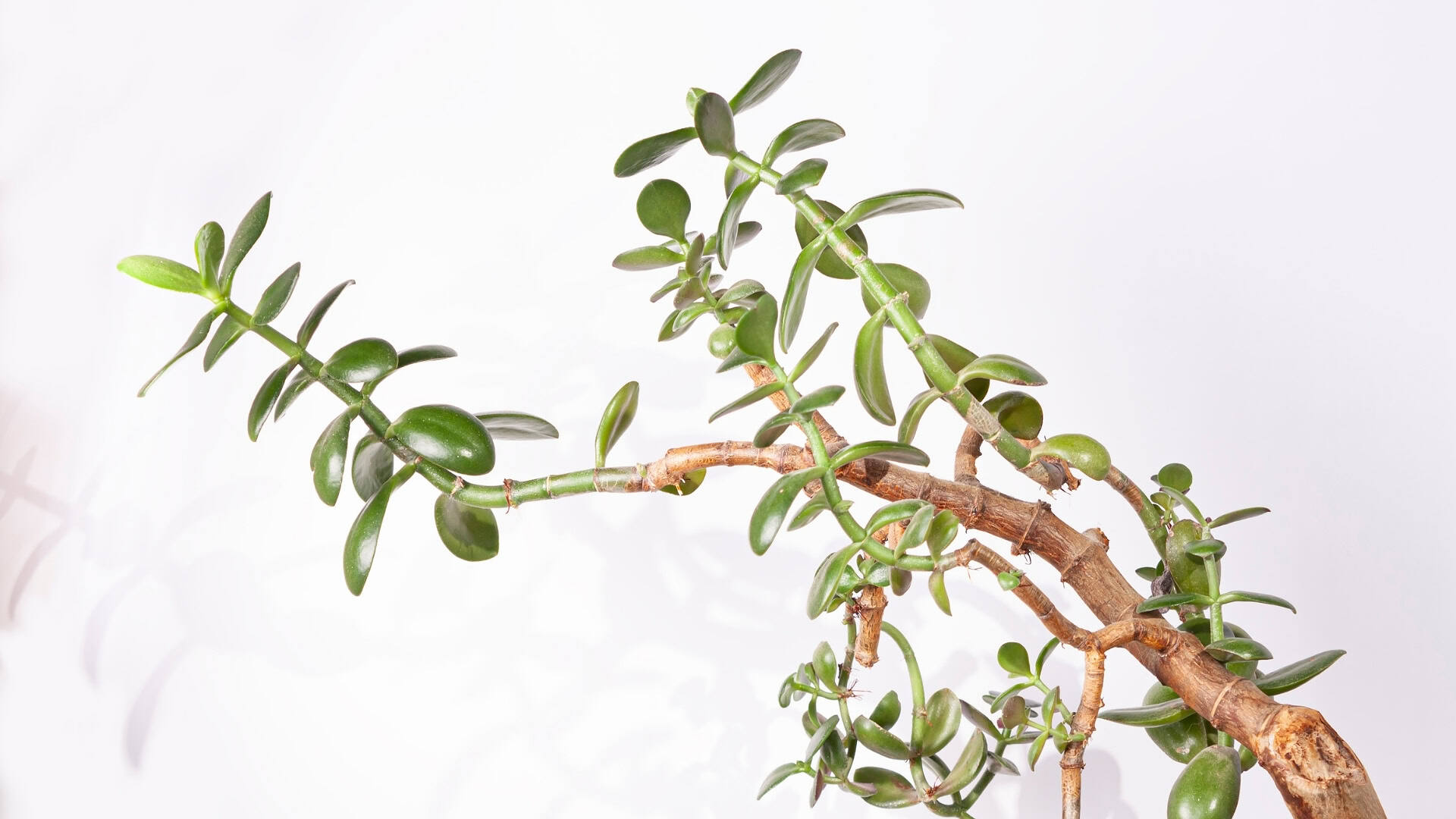 Etiolation in Plants: What It Is, How to Spot It, and How to Fix It