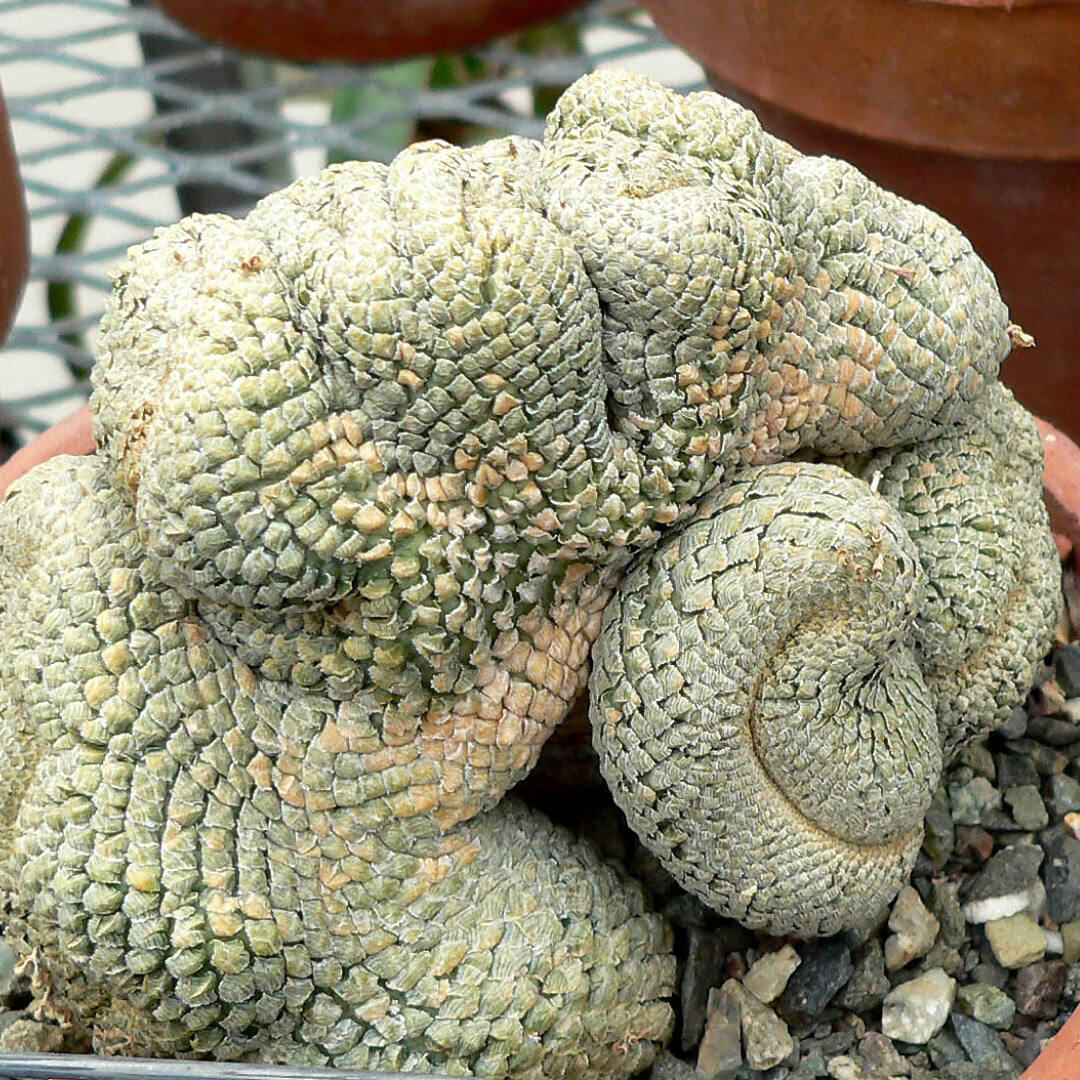 Euphorbia piscidermis