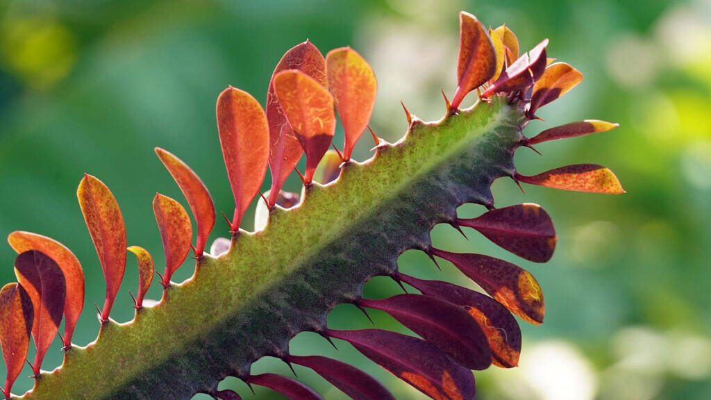 African Milk Tree - Euphorbia trigona