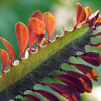 Home African Milk Tree - Euphorbia trigona