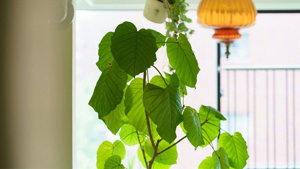 Umbrella Tree Fig - Ficus umbellata