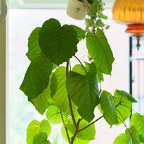 Umbrella Tree Fig - Ficus umbellata