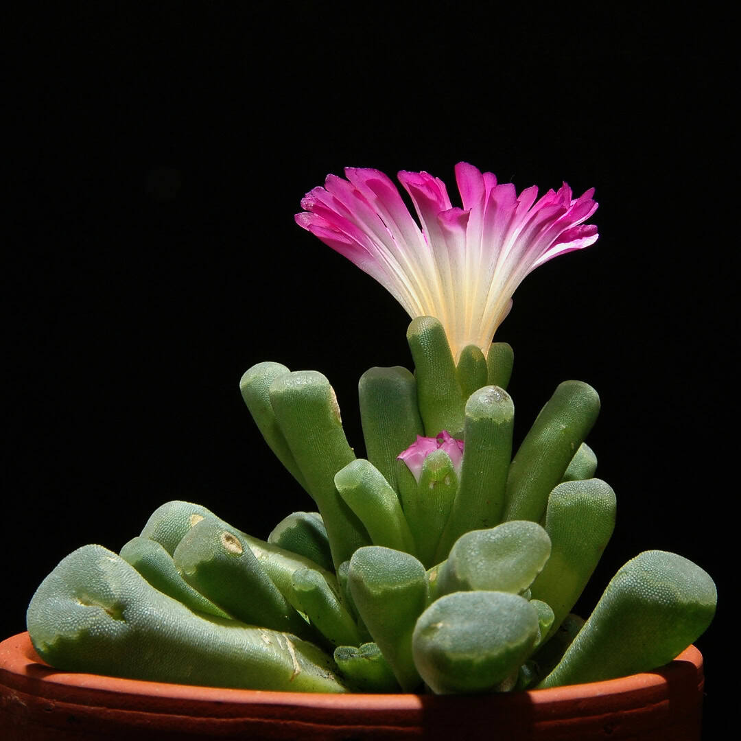 Fairy Elephant's Feet - Frithia pulchra