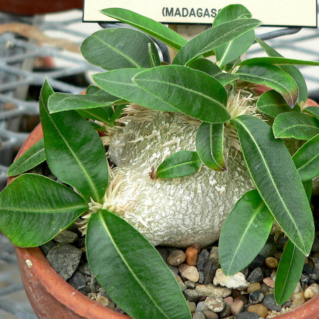 Dwarf Baobab - Pachypodium brevicaule