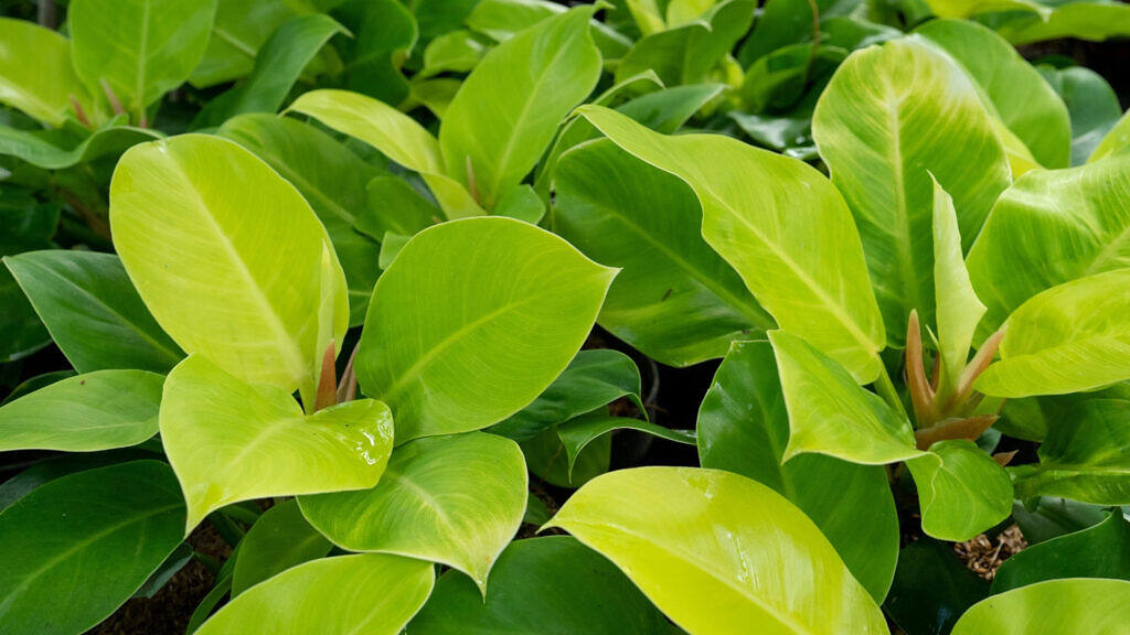 Moonlight Philodendron - Philodendron 'Moonlight'