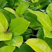 Home Moonlight Philodendron - Philodendron 'Moonlight'