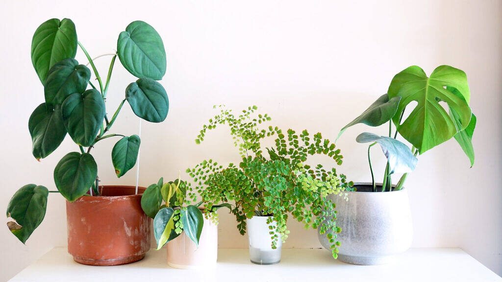 Should You Rotate Plant Pots? When It Helps and When to Avoid It