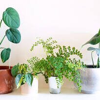Should You Rotate Plant Pots? When It Helps and When to Avoid It