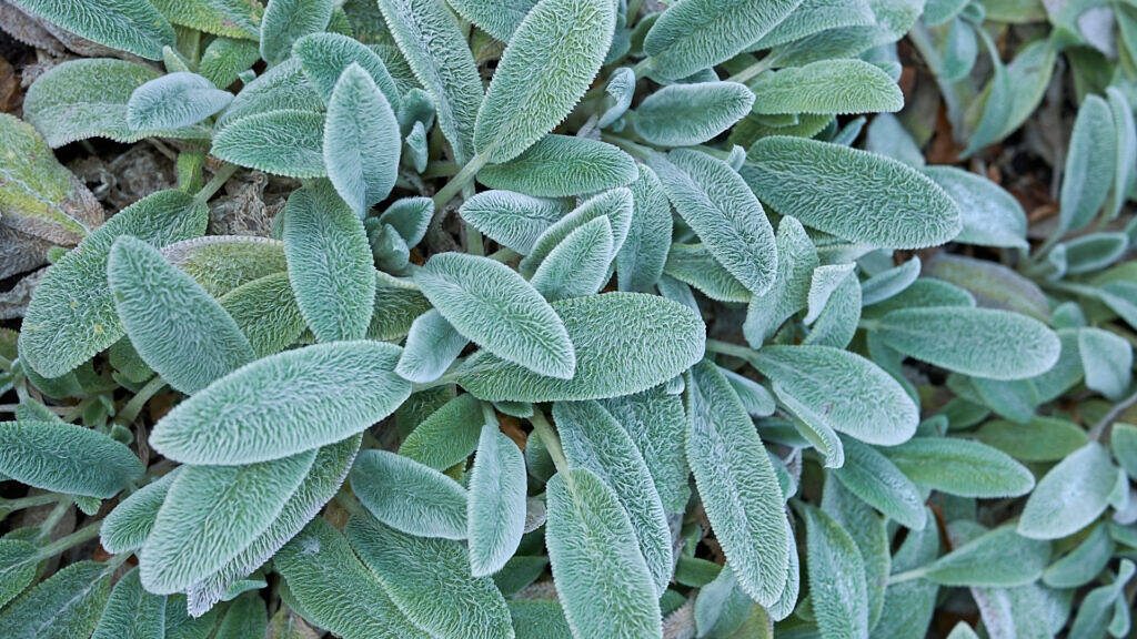 Lamb's Ear