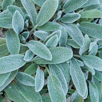 Home Lamb's Ear