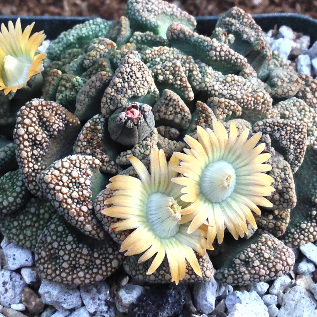 Concrete Leaf - Titanopsis calcarea